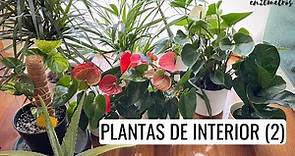PLANTAS DE INTERIOR RESISTENTES (2): aloe, ficus lyrata, areca, anturio, dracaena || en20metros