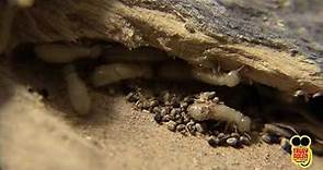WHAT ARE DRYWOOD TERMITES? TRULY NOLEN PEST GUIDE.