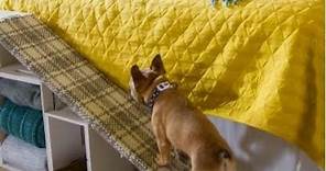 Scaletta per cani fai da te - Il cane sale e scende in autonomia dal letto