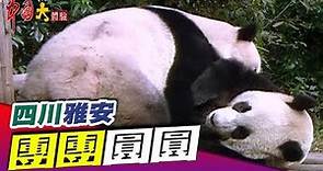 國寶熊貓的新樂園《中國大體驗》第69集 四川 雅安