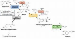 Catecholamine Biosynthesis Pathway