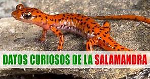 Las salamandras | Datos curiosos de animales