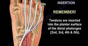 Anatomy Of The Flexor Digitorum Longus Muscle - Everything You Need To Know - Dr. Nabil Ebraheim