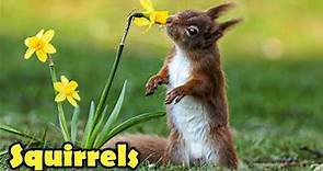 The Cute Life of The Squirrel! - 12 Facts about Squirrels For Kids!