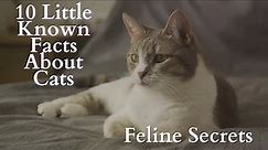 10 Little Known Facts about Cats : Feline Secrets
