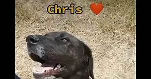 Che dire su Chris ? Ne ha viste tante,troppe...Abbiamo fatto tanti post per lui ma non abbiamo ricevuto alcuna chiamata. 😔 Vogliamo sperare che questo sia l anno giusto per riuscire a trovare una famiglia che lo ami per come merita! 🏡🎁 Ci riproviamo di nuovo,non vogliamo arrenderci! ⭐ CHRIS ⭐ 🗓️3 anni 🐶🐱 Compatibile con altri cani e con i gatti 💉💊Vaccinato e microchippato Per info 3207825647 #cane #canefelice #adozionedelcuore #adozionecani #adozioniconsapevoli #adottanoncomprare #adotta