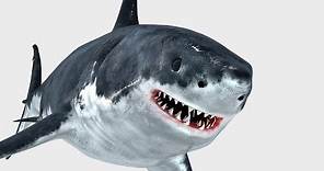Animated Great White Shark 3d Model for Download