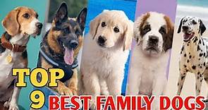 Top 9 family dog breeds in the world || 9 family dog 2022
