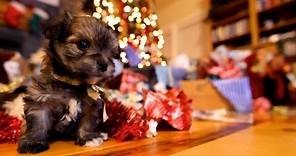 Puppy Christmas