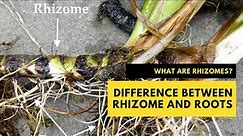 What are Rhizomes? The Difference Between Rhizome and Roots #plantscience #rhizome