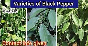 Black Pepper Varieties | Different varieties and suitable condition for black peppers | pepper