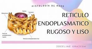 Retículo endoplasmático rugoso y liso | Histología de Ross