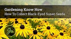 How To Collect Black Eyed Susan Seeds