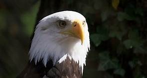 Bringing Bald Eagles Back: The Museum's Story