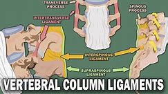 VERTEBRAL COLUMN ANATOMY (2/2) - Ligaments and the Spinal Cord