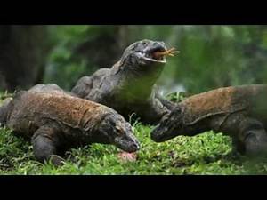 Komodo Islands Jurassic Park Indonesia