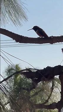 Listen to These Incredible Hummingbird Sounds and Be Blown Away!