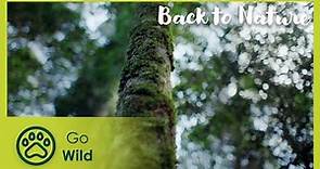 The Green Cauldron | Back to Nature 101 | Go Wild