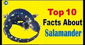 Salamander - Facts
