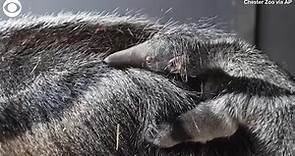 Rare baby giant anteater born at zoo in England