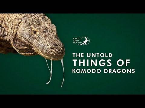 The Untold Things of Komodo Dragon