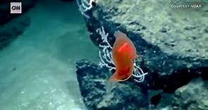 Video shows bizarre world on the ocean floor