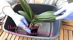Repotting a Phalaenopsis Orchid : Beginner Care Tips