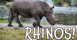 Rhinos! Rhinoceros Facts for Kids