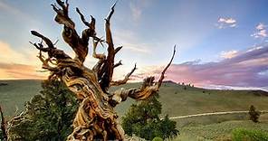Casi inmortal: Matusalén, el árbol más viejo del mundo que nadie puede ver