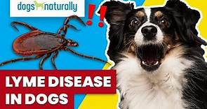 Lyme Disease In Dogs