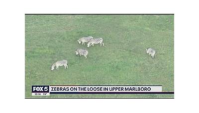 Zebras reportedly on the loose in Prince George's County after escaping from farm | FOX 5 DC