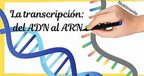 La TRANSCRIPCIÓN del ADN al ARN (paso a paso)