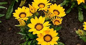 Flores amarillas: nombres y fotos - Jardinatis