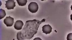 10 1 白血球吞噬细菌
