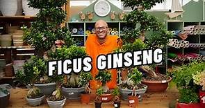 Ficus Ginseng: come si cura il "bonsai" più venduto in assoluto