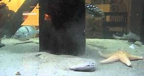 Angel Shark Feeding - Santa Monica Pier Aquarium