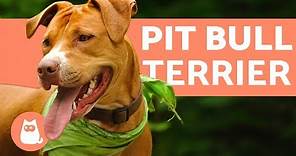 El perro pit bull terrier - Características y entrenamiento