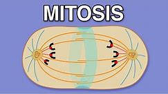 MITOSIS, CYTOKINESIS, AND THE CELL CYCLE