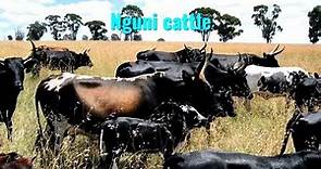Nguni cattle (Bos taurus)