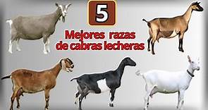Las 5 razas de cabras lecheras mas conocidas en el mundo