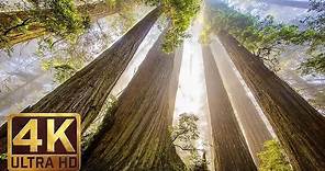 The Tallest Trees on Earth - 4K Nature Documentary Film | Redwood National and State Parks