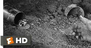 The Butterfly - All Quiet on the Western Front (10/10) Movie CLIP (1930) HD