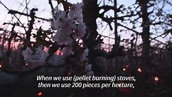 Fire and ice: a Slovakian orchard's innovative fight against frost