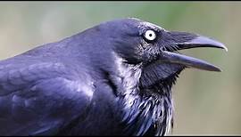 Australian Raven calling