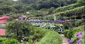 Aiky一點GO愛旅遊 - 五六月是繡球花的季節 竹子湖好多農場的繡球花都好漂亮 你今年來看花了嗎？...