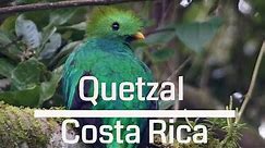 Amazing Resplendent Quetzal / Costa Rica 4K