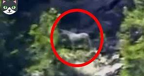 5 Unicornios Reales Captados en Cámara | Criaturas Mitológicas Captadas En Videos