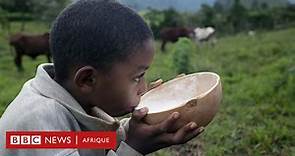 Le lait est-il bon pour la santé ? - BBC News Afrique