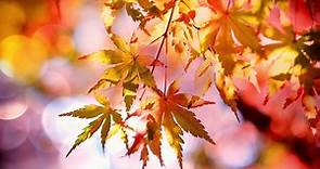 秋分瞑日對分！進入秋分時節 你應注意的5個小習慣