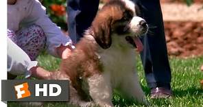 Beethoven (1992) - Big Puppy, Big Dog Scene (3/10) | Movieclips